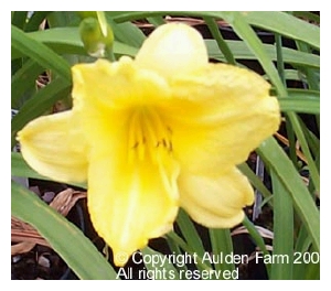 HEMEROCALLIS x 'Happy Returns'